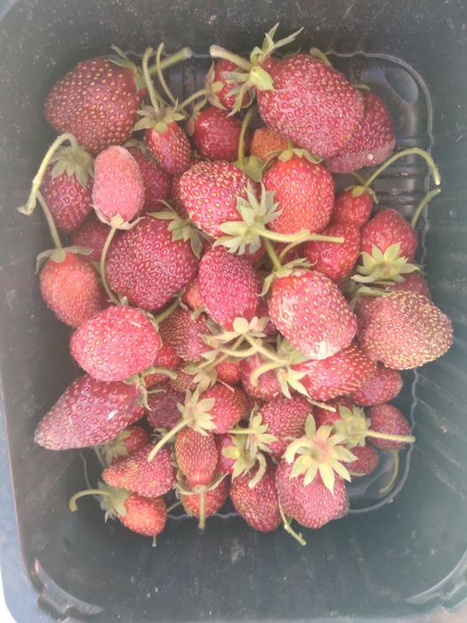 Продам клубнику местная  с  дачи  спутник