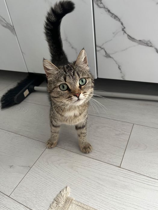Котята бесплатно