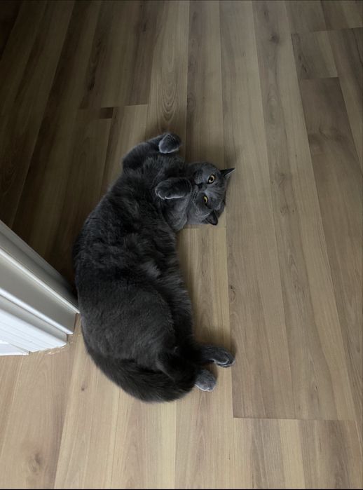 Кошка Британка в хорошие руки