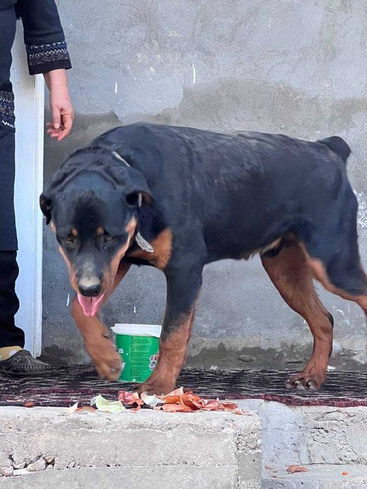 ИТ Кучук собаки ротвейлер