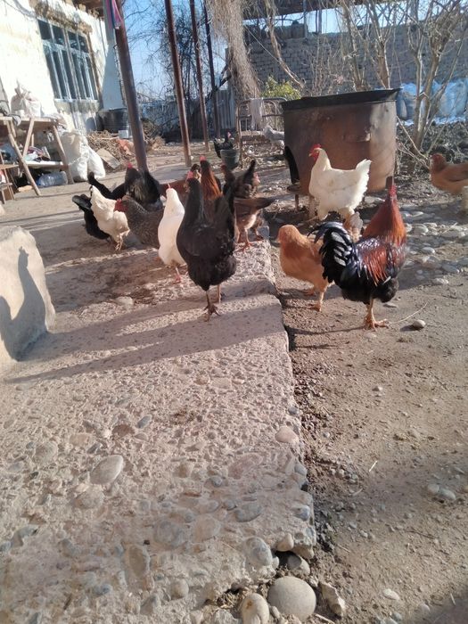 Satilmadigan Damashni tuqimlarbor