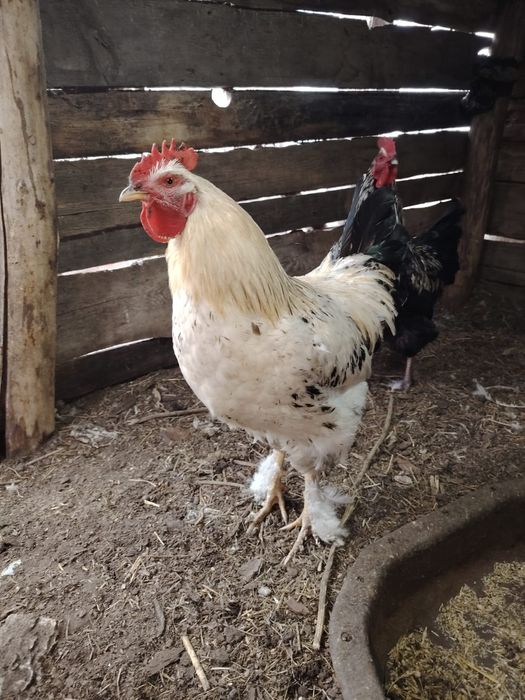 Продам молодых петухов