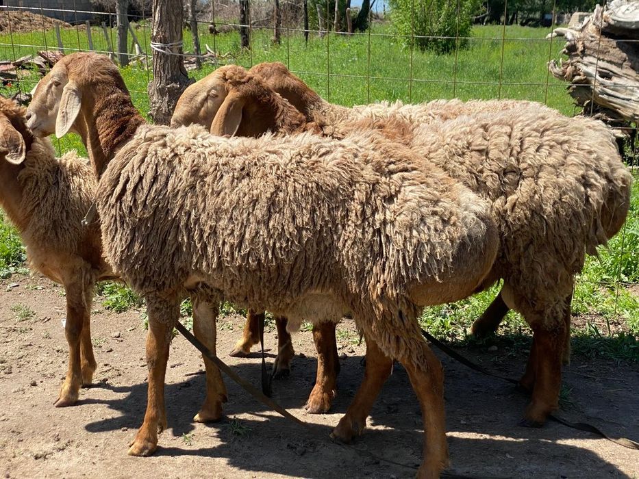 Қошқар Арашан таза