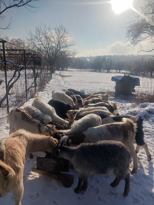 Vand iezi in carcasă sau in viu