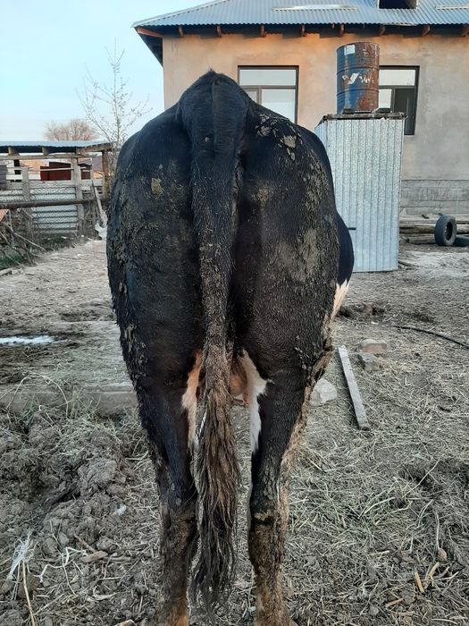 Сиыр сатылаты семіз