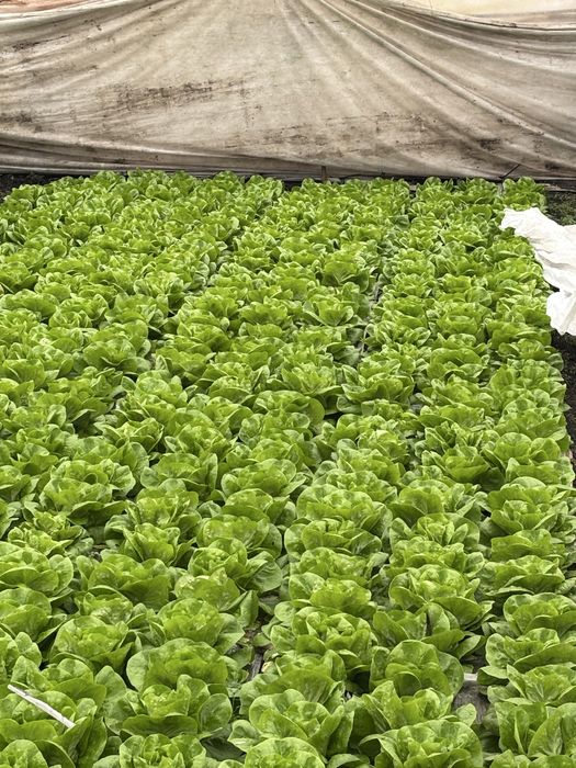 Salata Verde de Vanzare