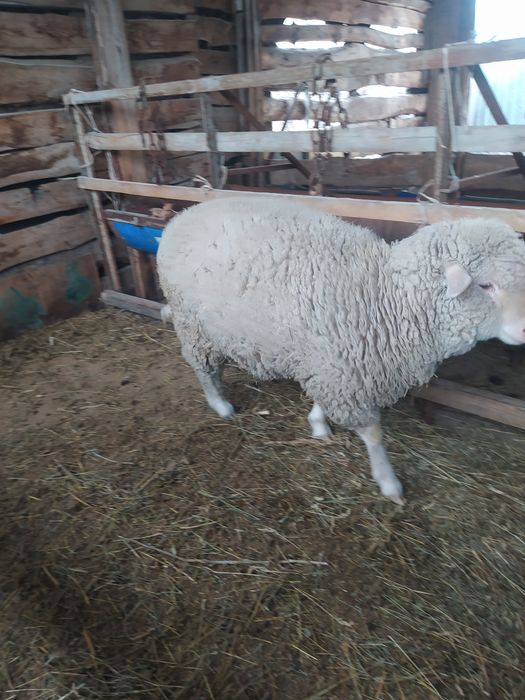 Продам тохтушку п