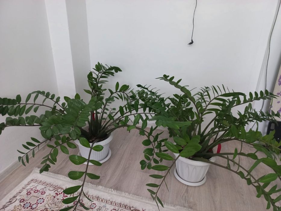 Большие комантные цветы