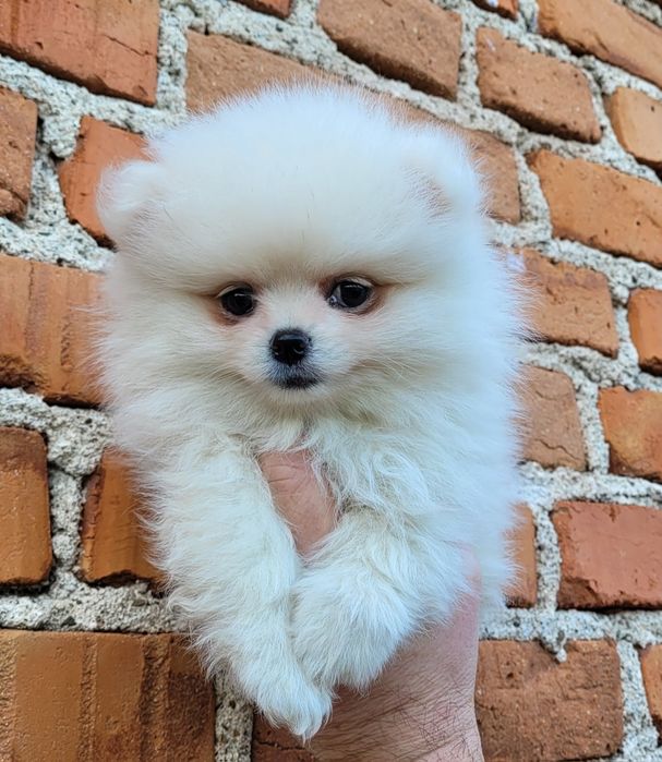 Померан-мини шпиц!!!