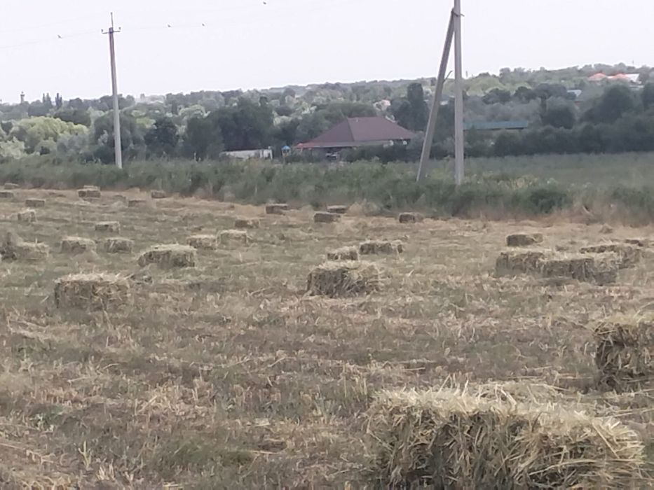 Сено разнотравье