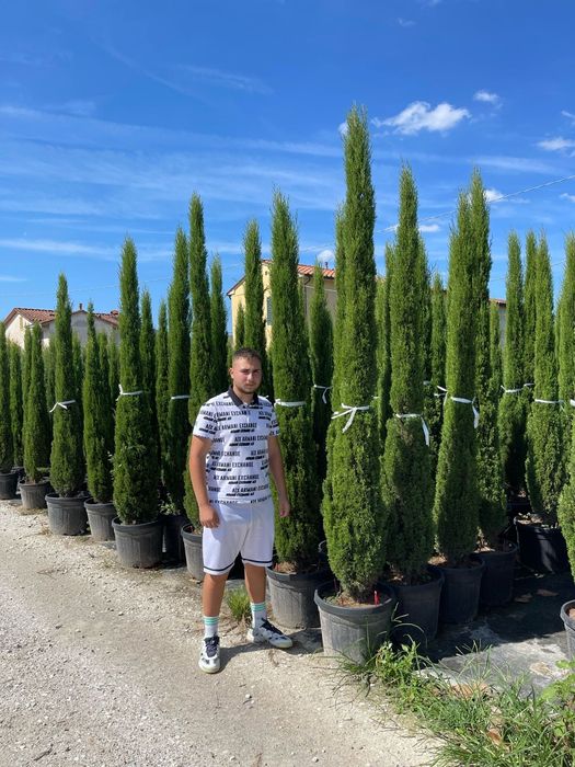 Cupressus sempervires toate dimensiunile