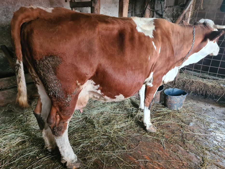 Vaci ,juninca si vitel