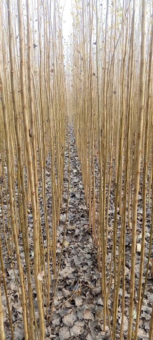 Terak koʻchatlar sveji kavlab yetkazib beriladi