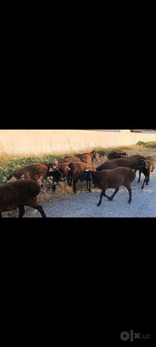 Toza qoli hsori simjun kashtan varyantidan