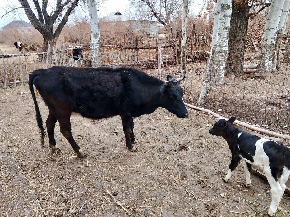 Бұзаулы сиыр сатылады