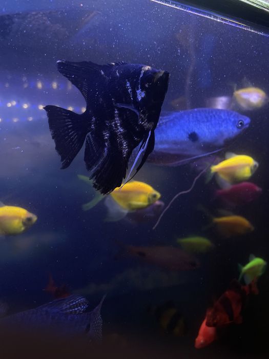 Аквариум вместе с рыбками и тумбочкой