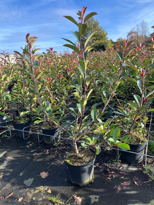 Prunus/Photinia/Eleagnus/Miscanthus/Taxus/Osmanthus