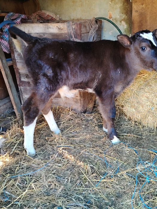 De vi zare vital de 3 saptamini