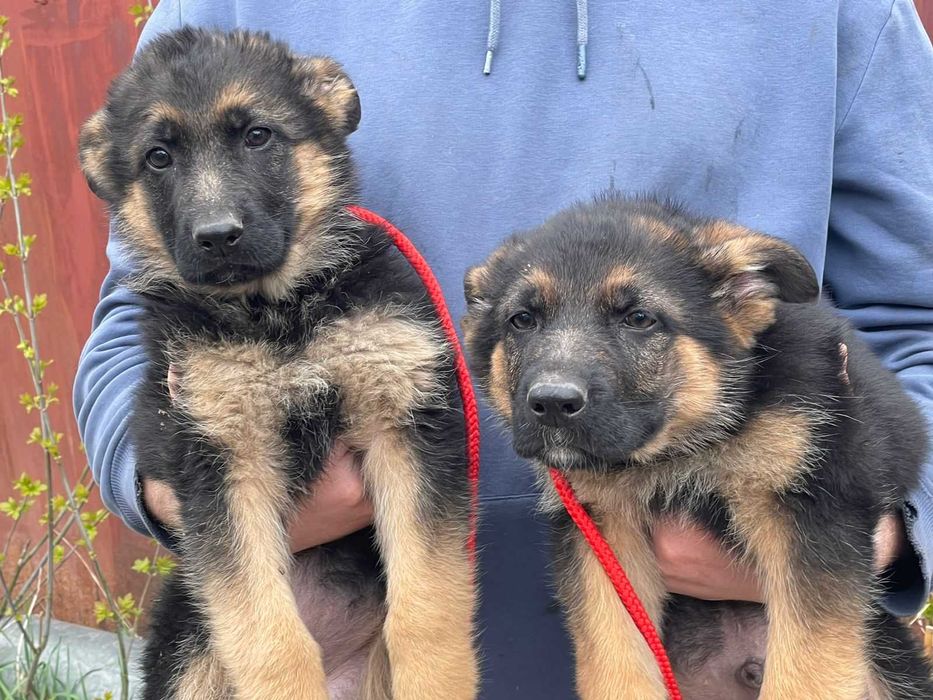 Продам щенков Немецкой Овчарки