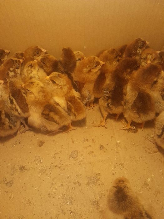 Продам индюков северо кавказский бронза.