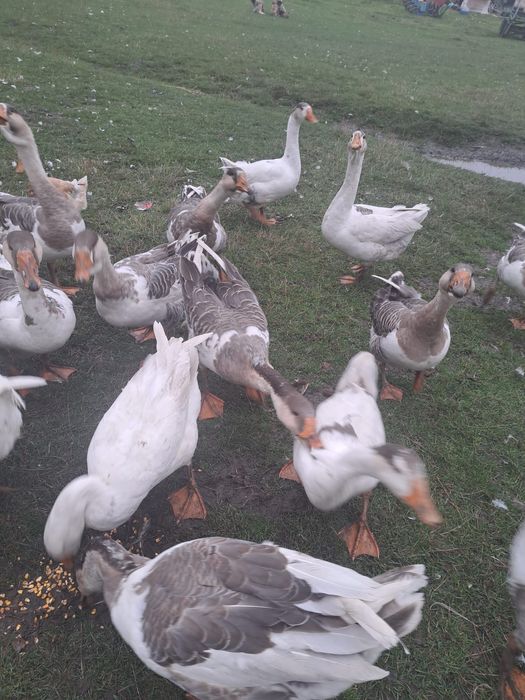 Vând gâște crescute în aer liber