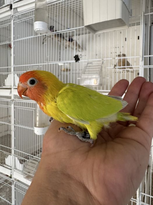 Vand papagali perusi, nimfe, rosella, agapornis, kakariki si zebre