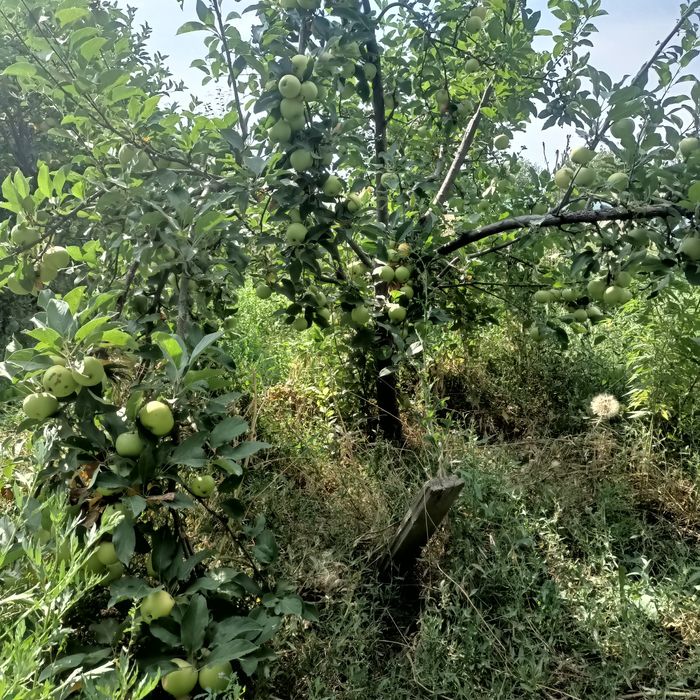 Алма ағаштары сатылады