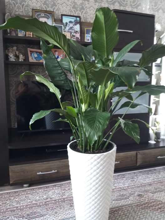 Продам продам продам