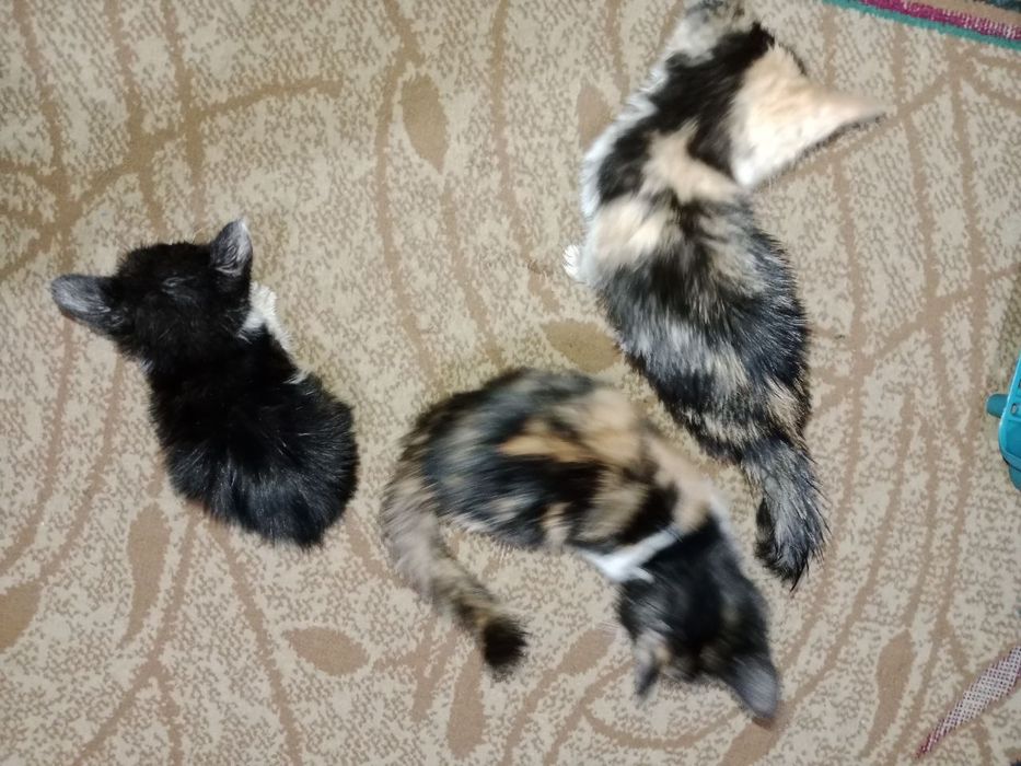 Котята трехцветные срочно бесплатно