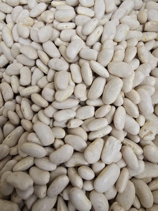 Български Бял боб -  сорт Еликсир