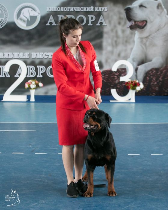 Доступен для вязки ротвейлер