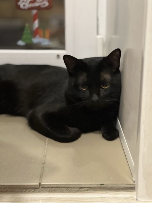 Котята Бурма и Британка