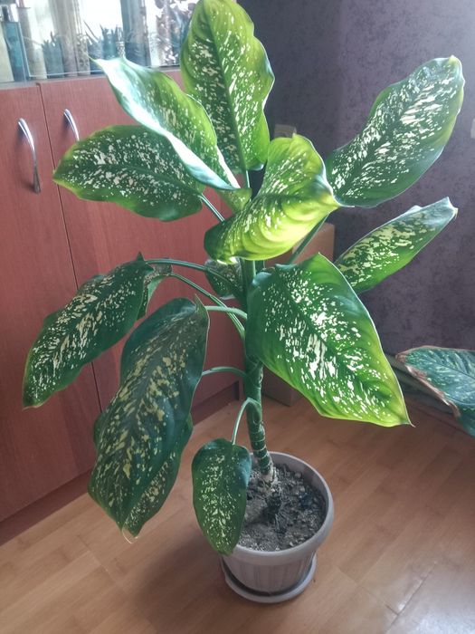 Комнатное растение