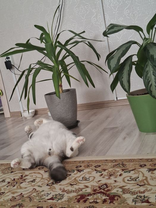 Үлкен гүлдер сатылады