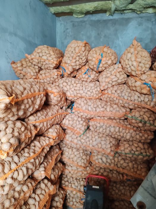 Vand cartofi consum sí samanta