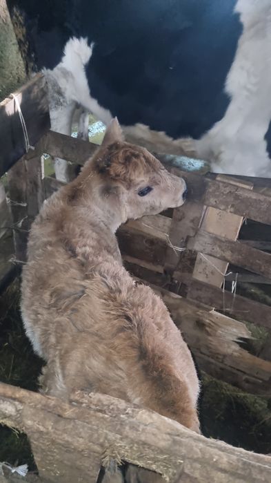 Продам   телёнка