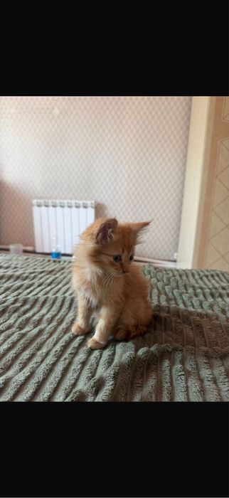 Отдам котят , очень милые