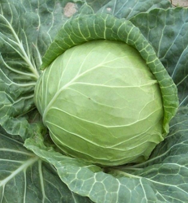 Varză Calitativă 2lei/kg