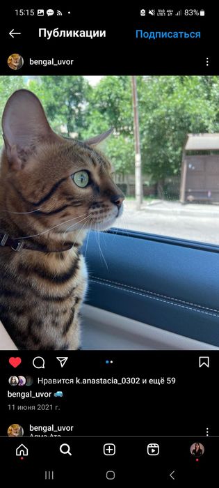 ПРОПАЛ КОТ породы бенгал