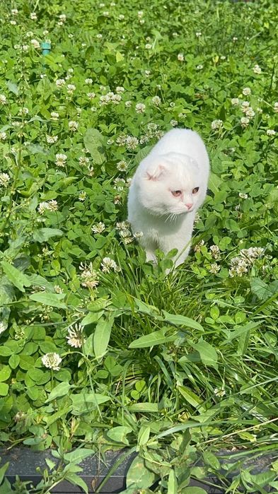 Шотландский вислоухий котик (Скоттиш-фолд), 8 месяцев. С документами