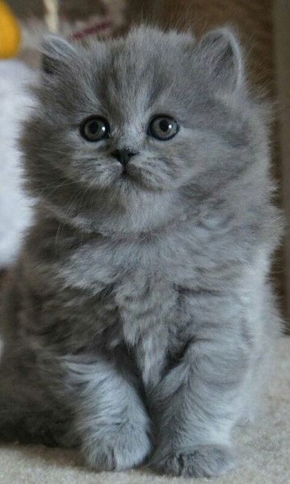 Шатланская кошка, очень нежная!