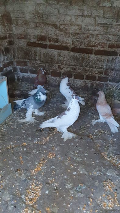 Vând porumbei ornament mai multe rase