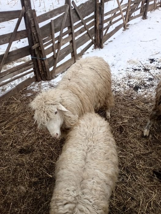 Vând berbec tânăr