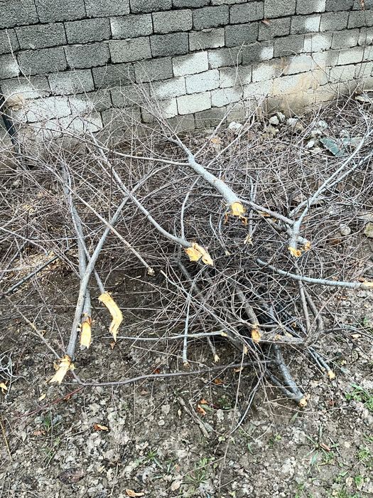 Дрова, отын сатылады