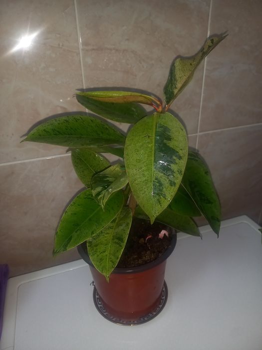 Комнатние растения