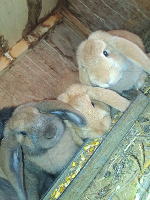 Vand iepurași  berbec german