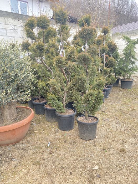 Plante calitate extra transport gratuit