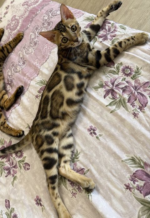 Котенок с родословной