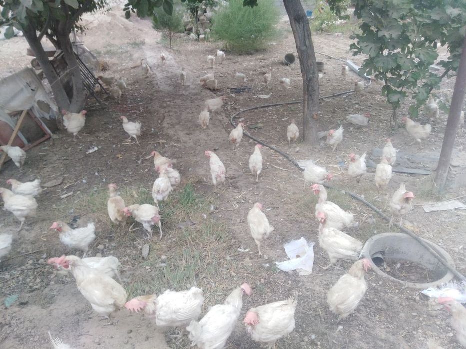 Oq nesuchka tuxum beradi hali