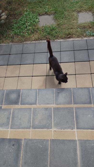 Donez pisica femela 3 ani foarte cuminte